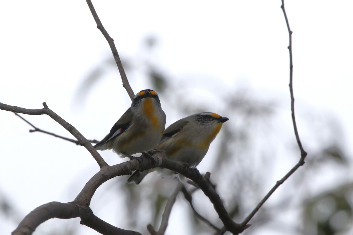 Striated Pardalote - ML645431546