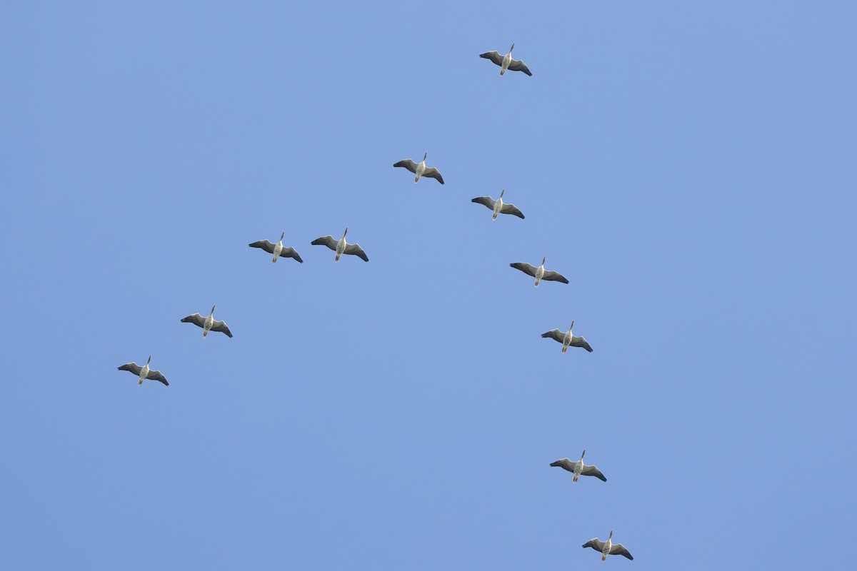 husa velká - ML645431549