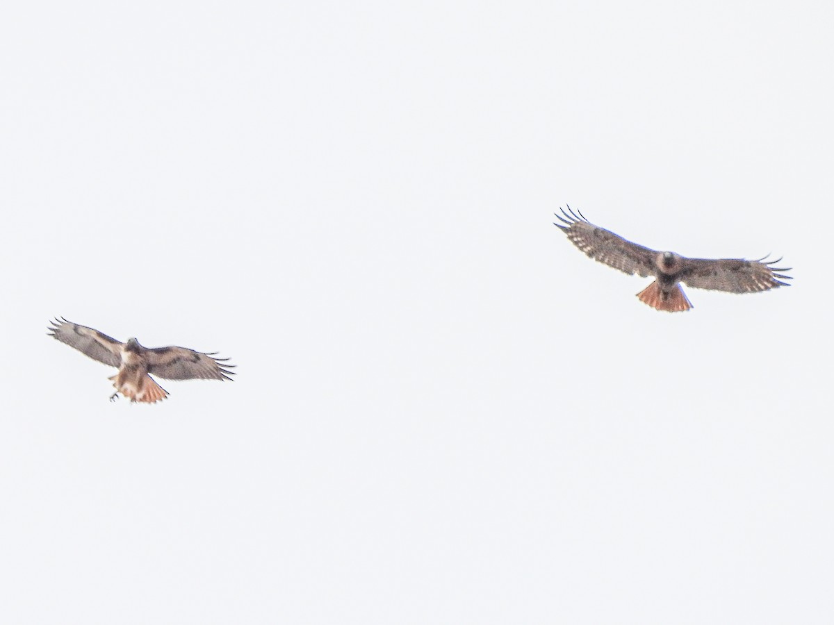 Poiana codarossa - ML645431550