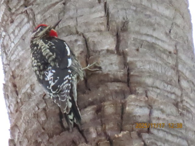 datel rudošíjný - ML645431552