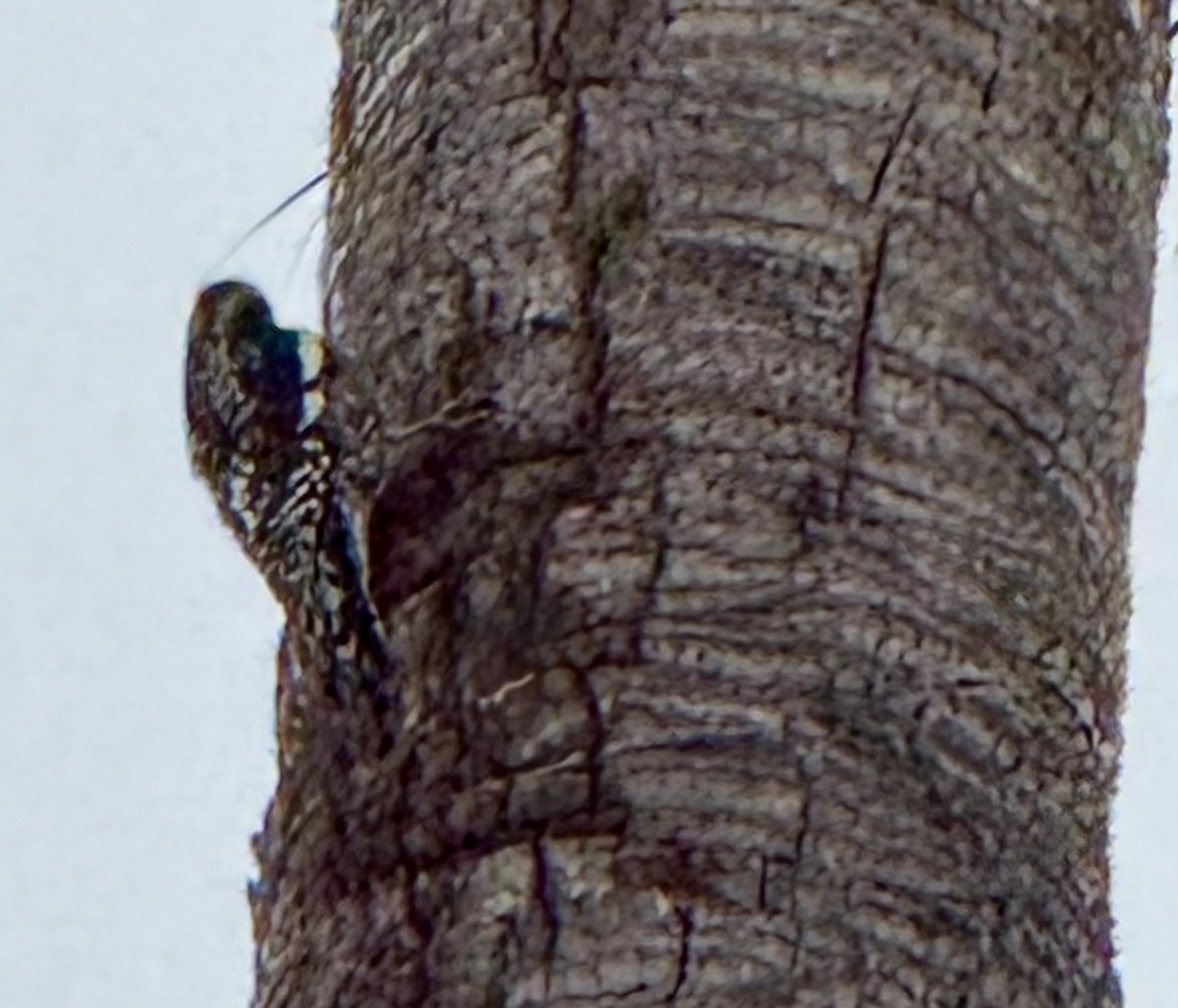 datel rudošíjný - ML645431553