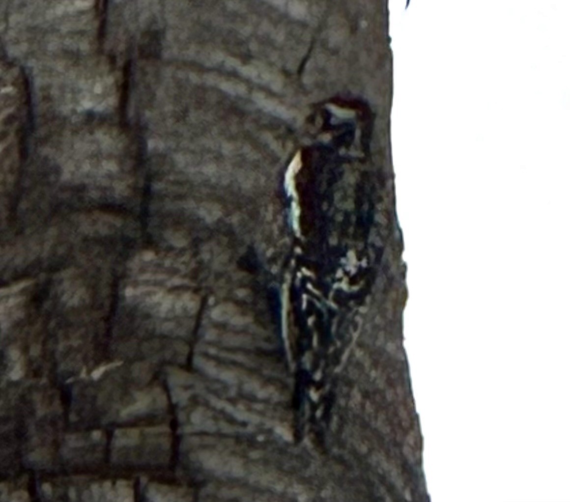 datel rudošíjný - ML645431554