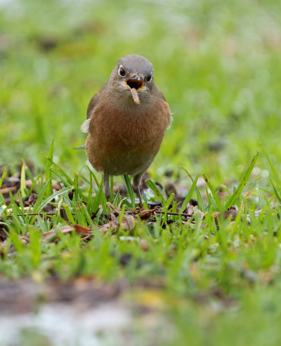 Merlebleu de l'Ouest - ML645431559