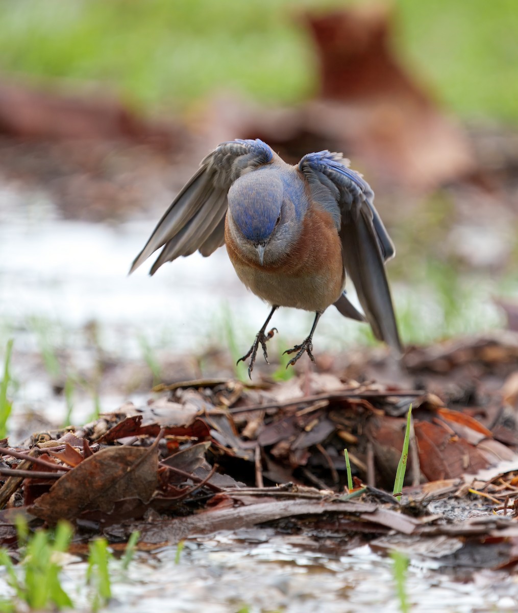 Merlebleu de l'Ouest - ML645431562