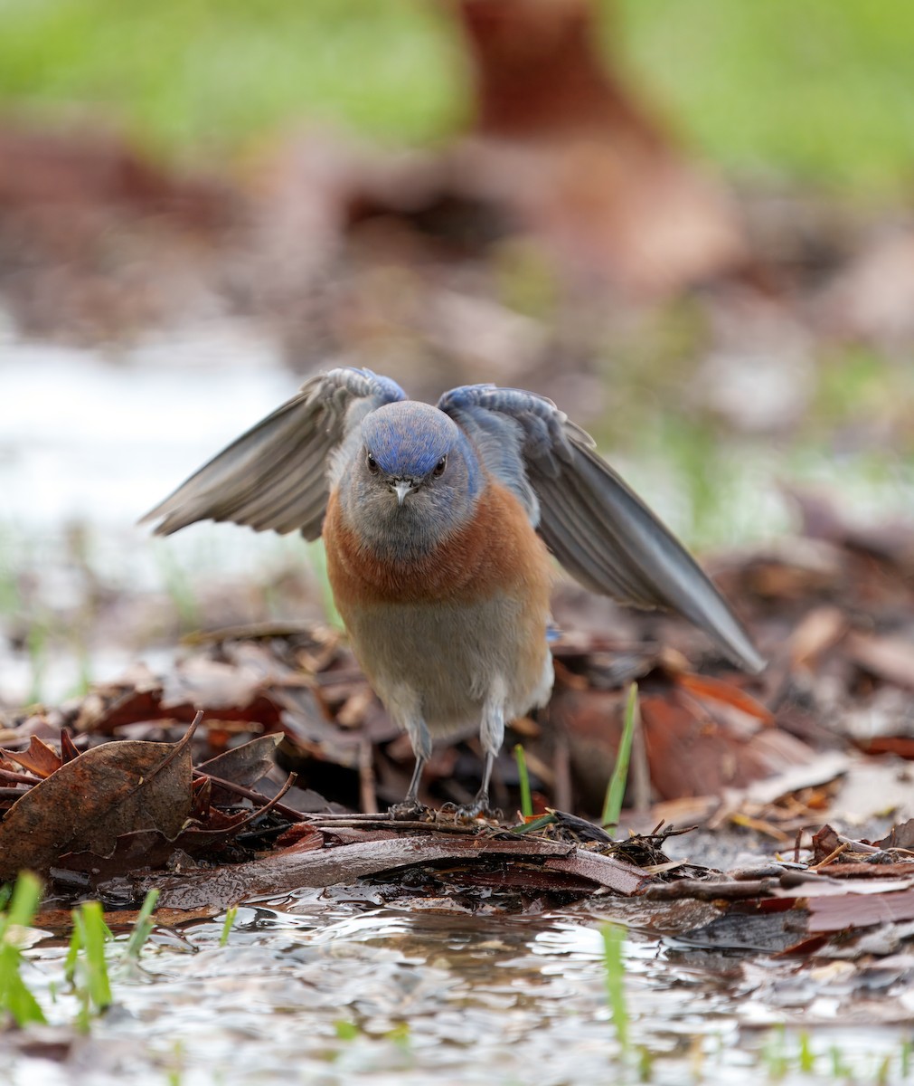 Merlebleu de l'Ouest - ML645431563