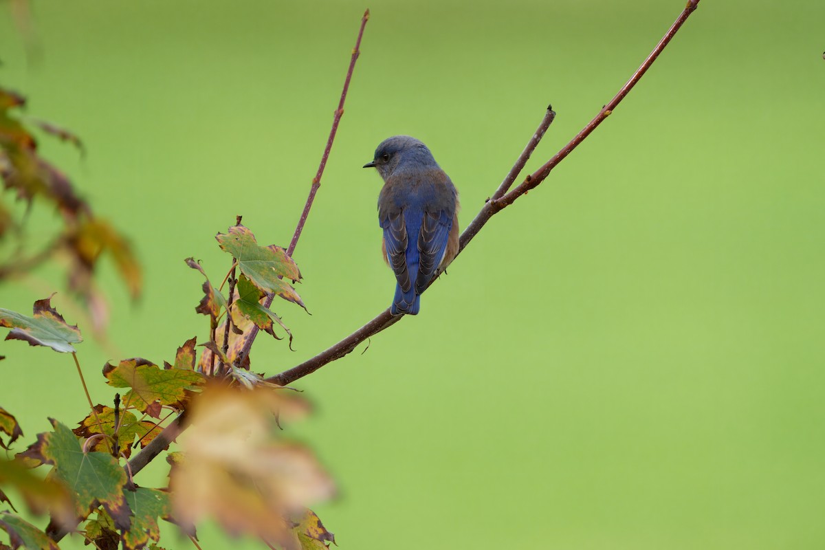 Merlebleu de l'Ouest - ML645431564