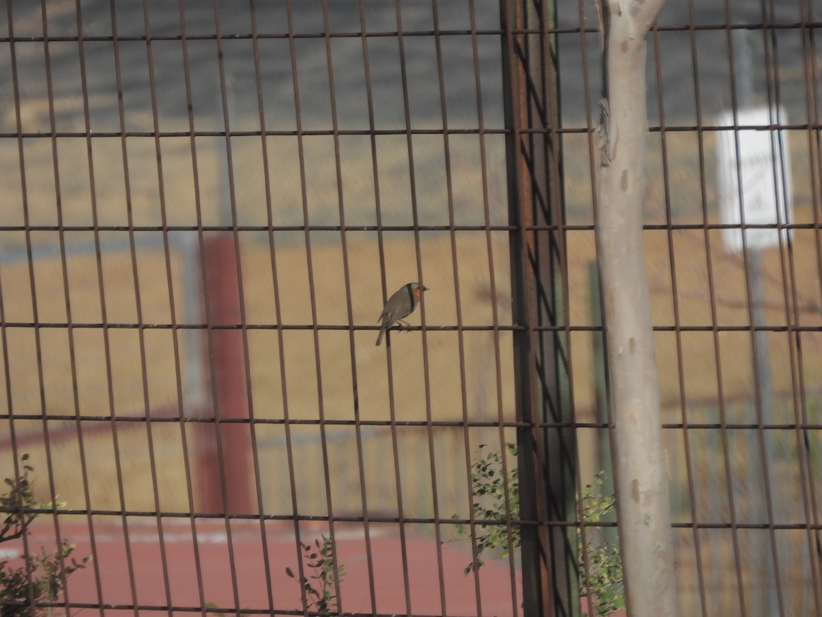 červenka obecná - ML645431565