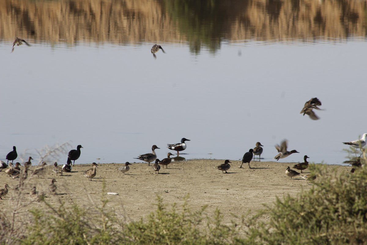 Green-winged Teal - ML645431572