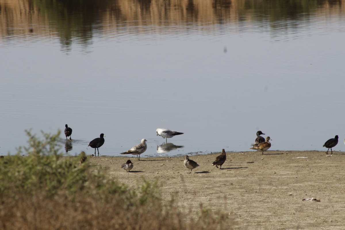 Green-winged Teal - ML645431573
