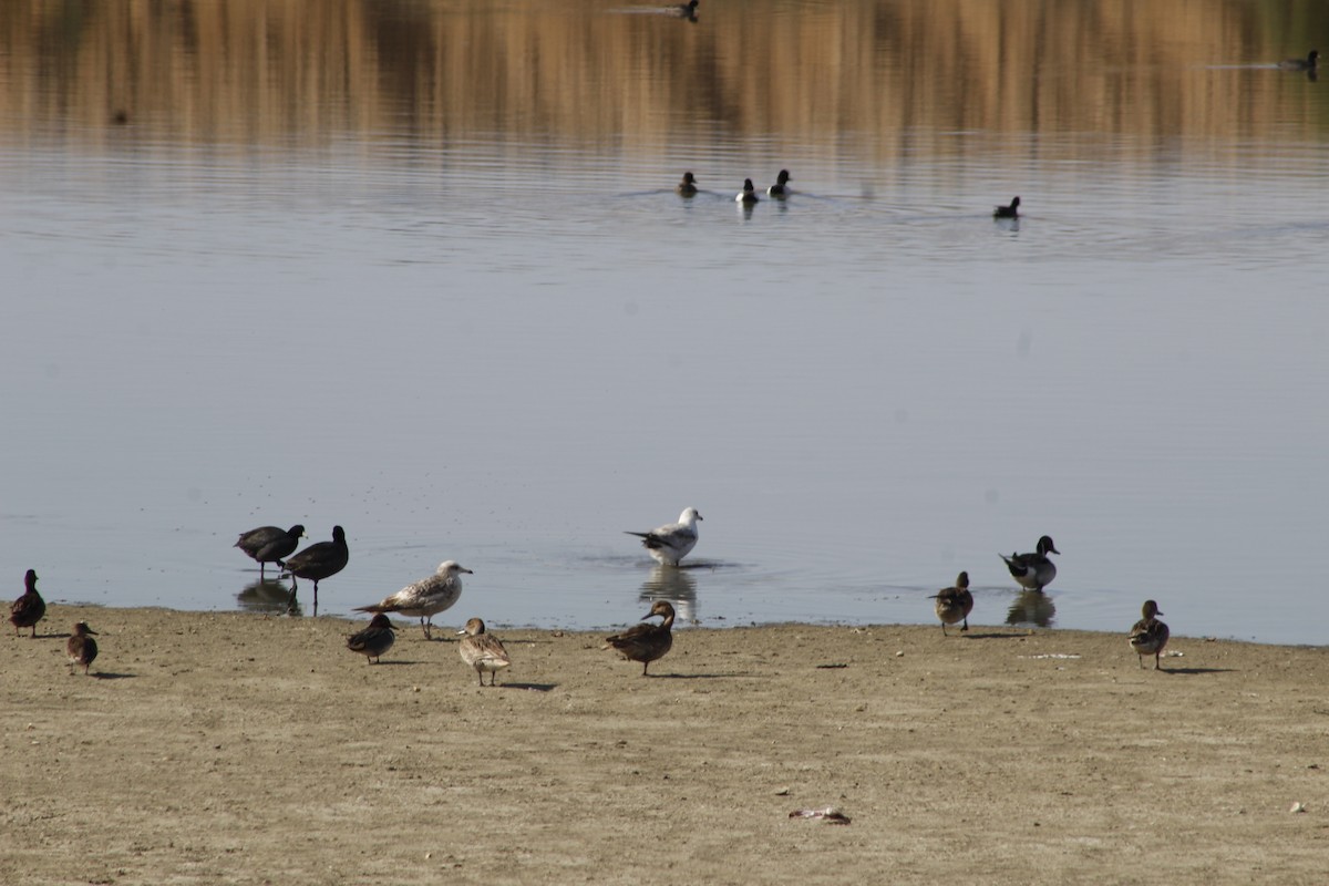 Green-winged Teal - ML645431574