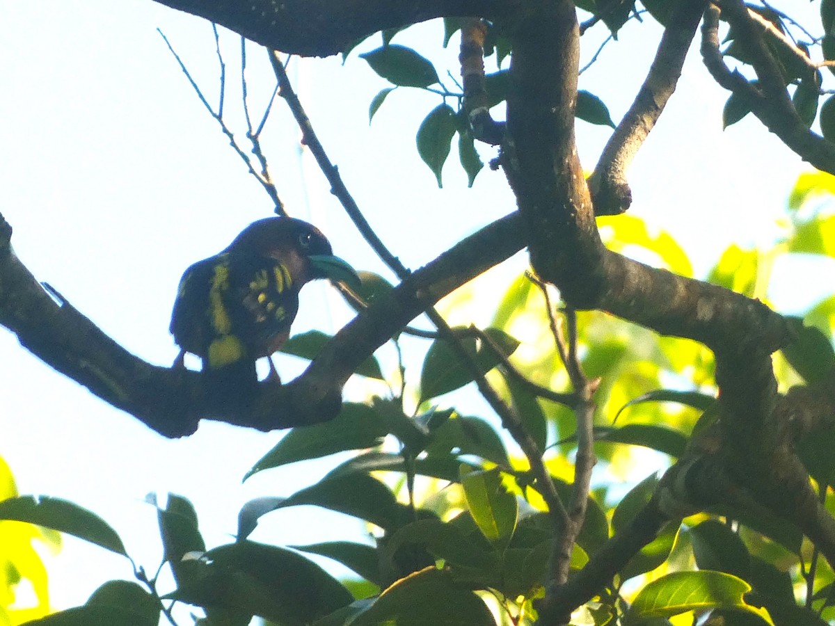 Banded Broadbill - ML645431581