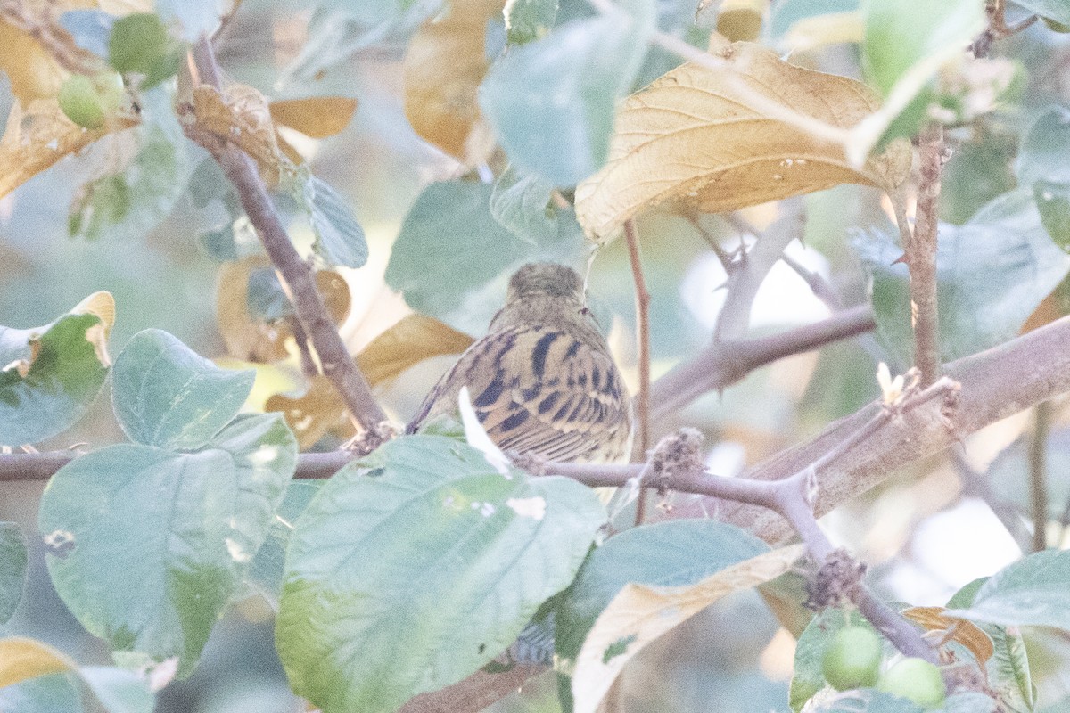 Black-faced Bunting - Kalpesh Krishna