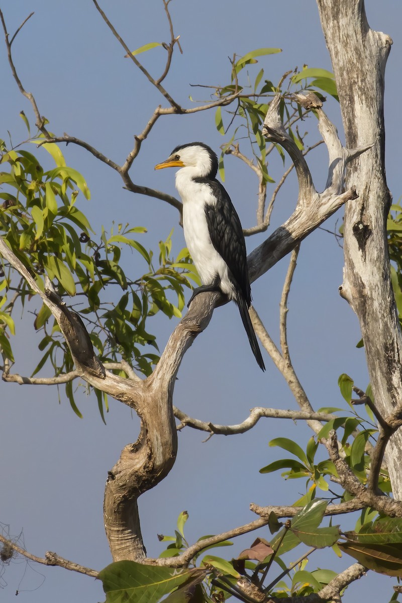 Cormoran pie - ML645431584