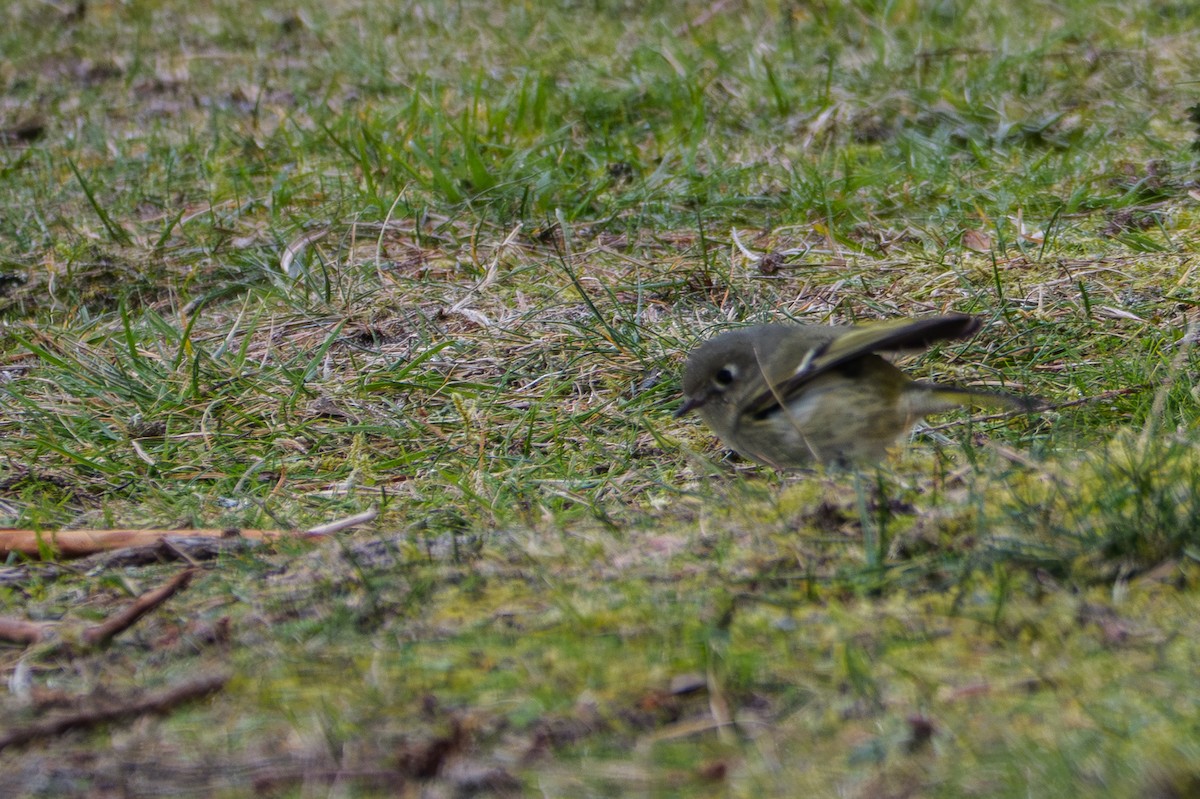 Roitelet à couronne rubis - ML645431586