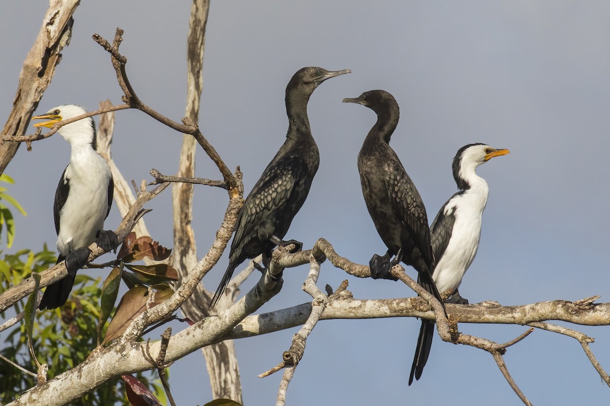 Cormoran noir - ML645431587