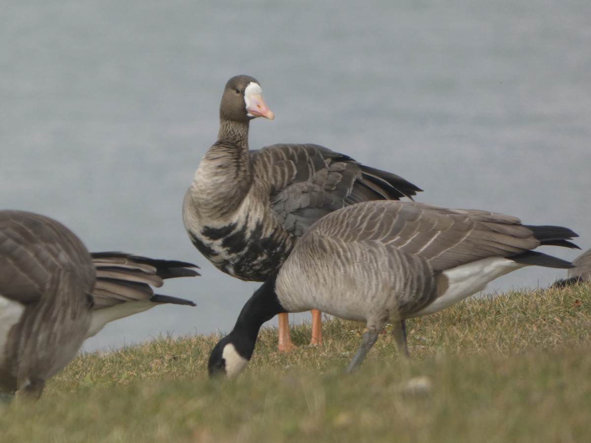 Oie rieuse - ML645431588