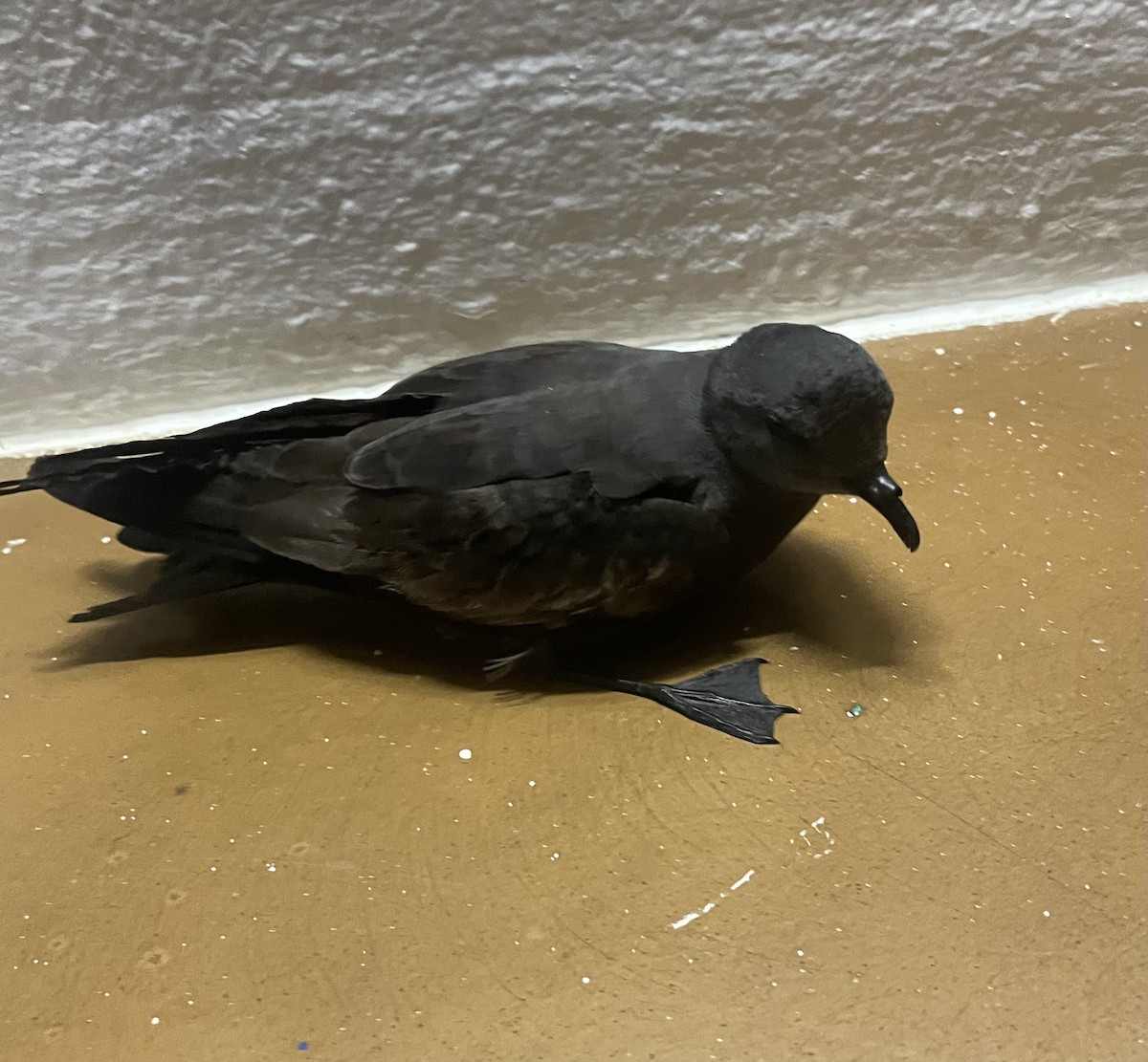 Océanite minute - ML645431594