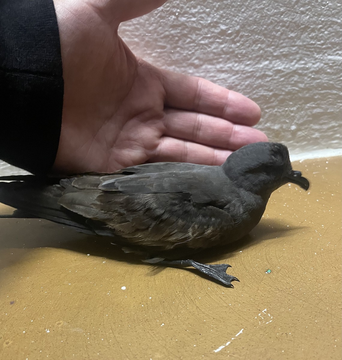 Océanite minute - ML645431595