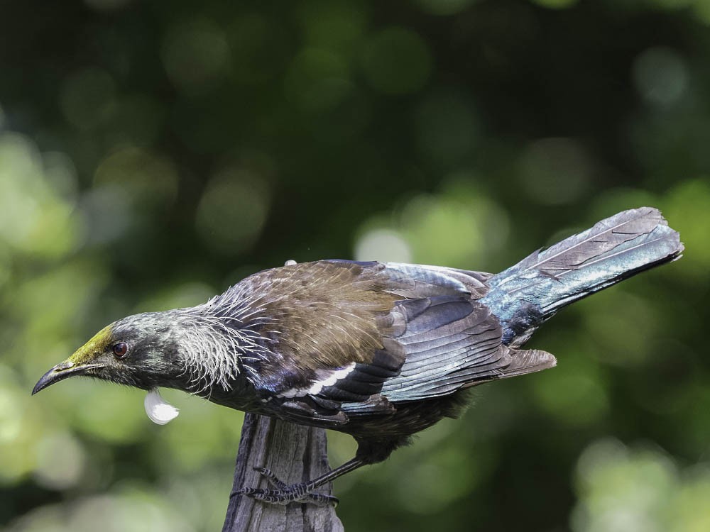 Méliphage tui - ML645431596