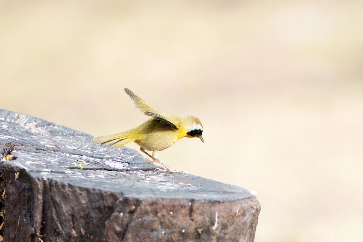 Paruline masquée - ML645431597