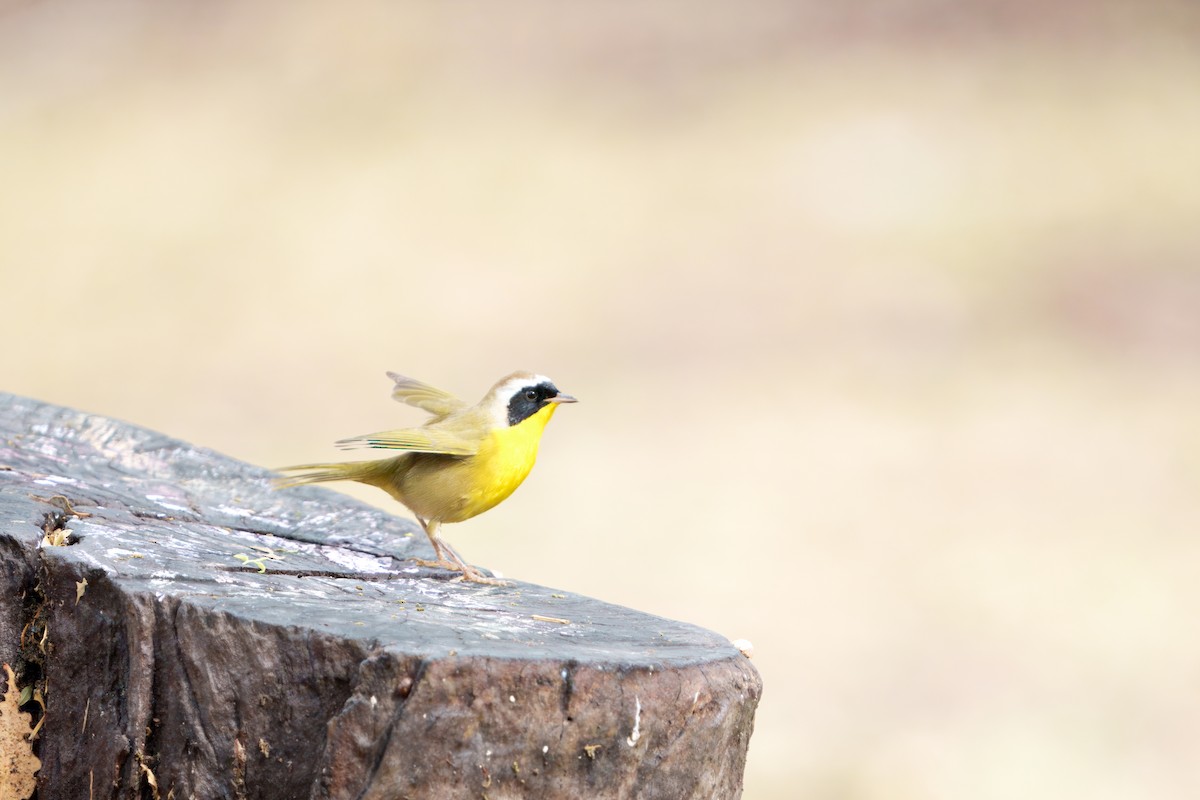 Paruline masquée - ML645431598