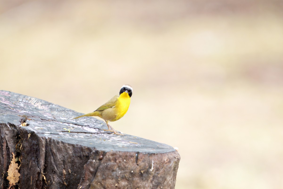 Paruline masquée - ML645431599