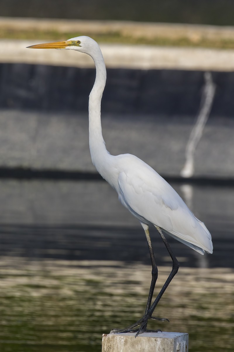 Grande Aigrette - ML645431600