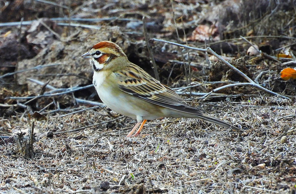 Bruant à joues marron - ML645431601