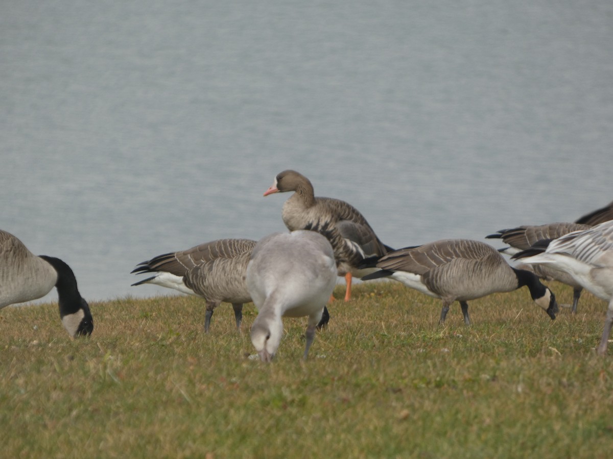 Oie rieuse - ML645431602