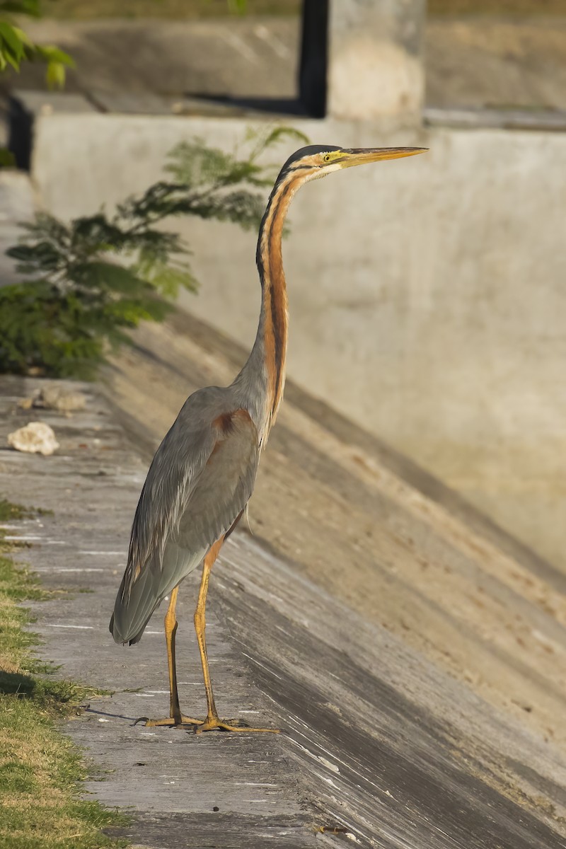 Héron pourpré - ML645431603