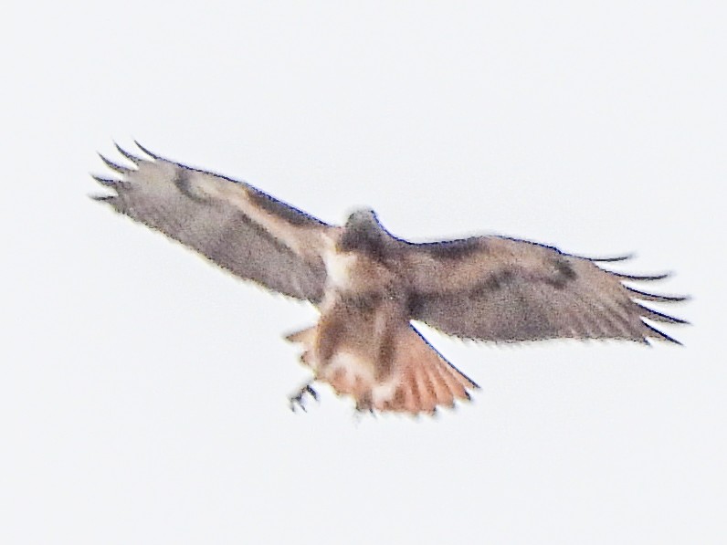 Buse à queue rousse - ML645431604