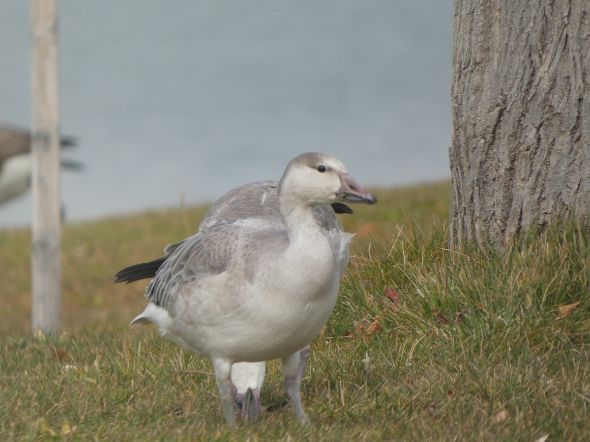 Oie des neiges - ML645431605