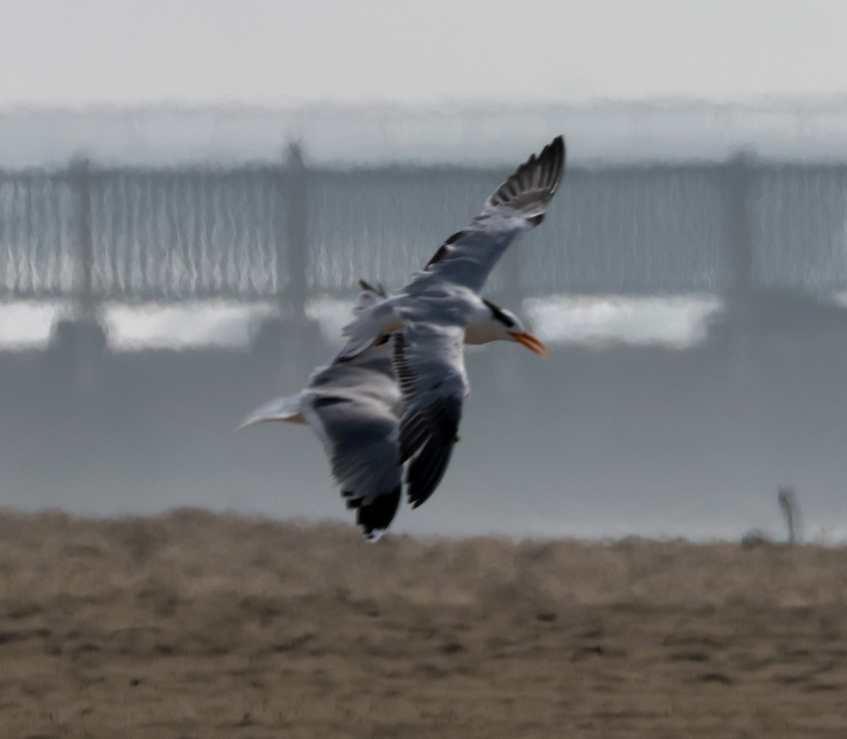 Sterne royale - ML645431606