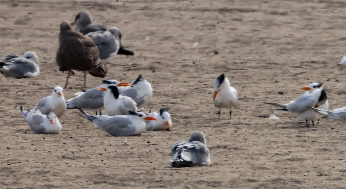 Sterne royale - ML645431607