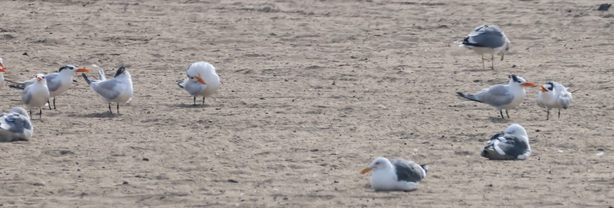 Sterne royale - ML645431608