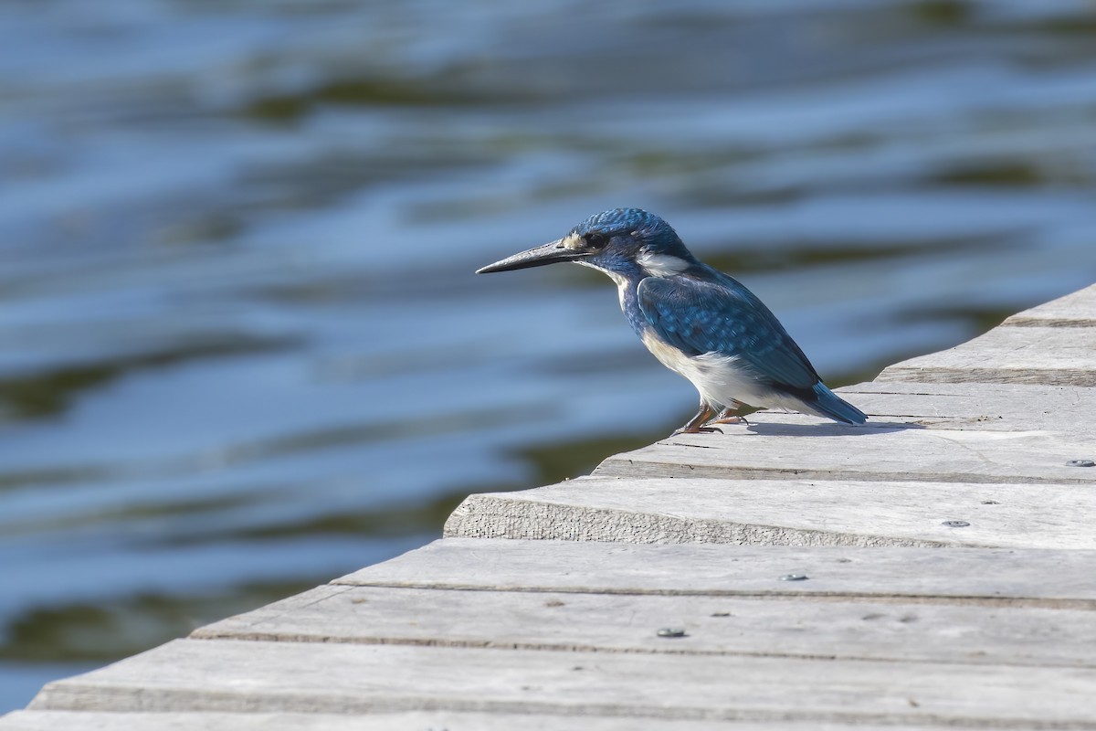 Martin-pêcheur aigue-marine - ML645431609