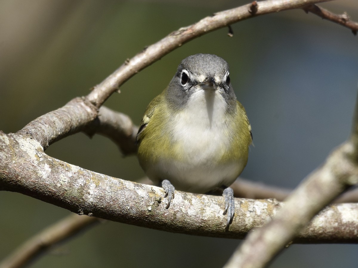 Viréo à tête bleue - ML645431612