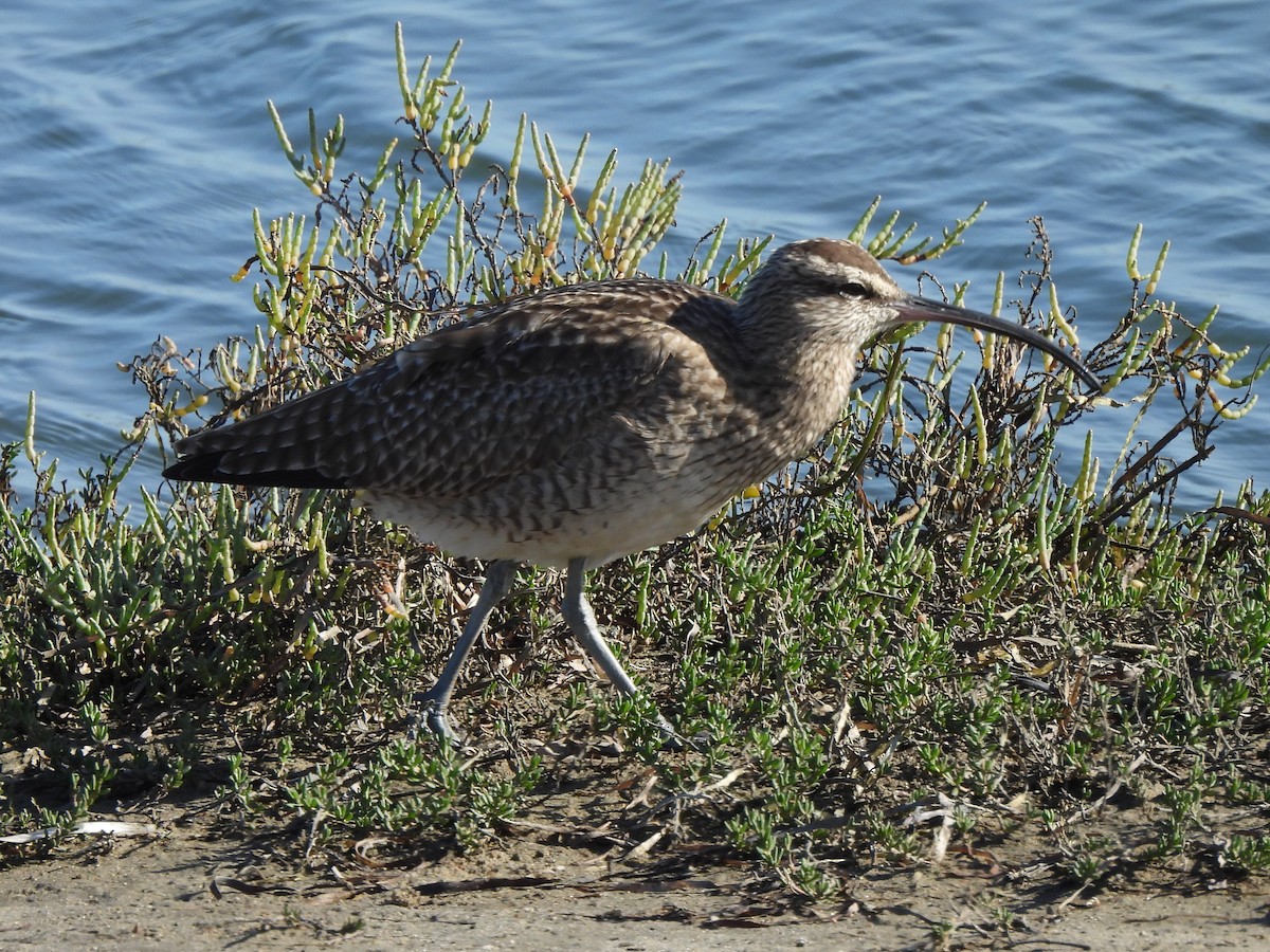 Courlis hudsonien - ML645431613