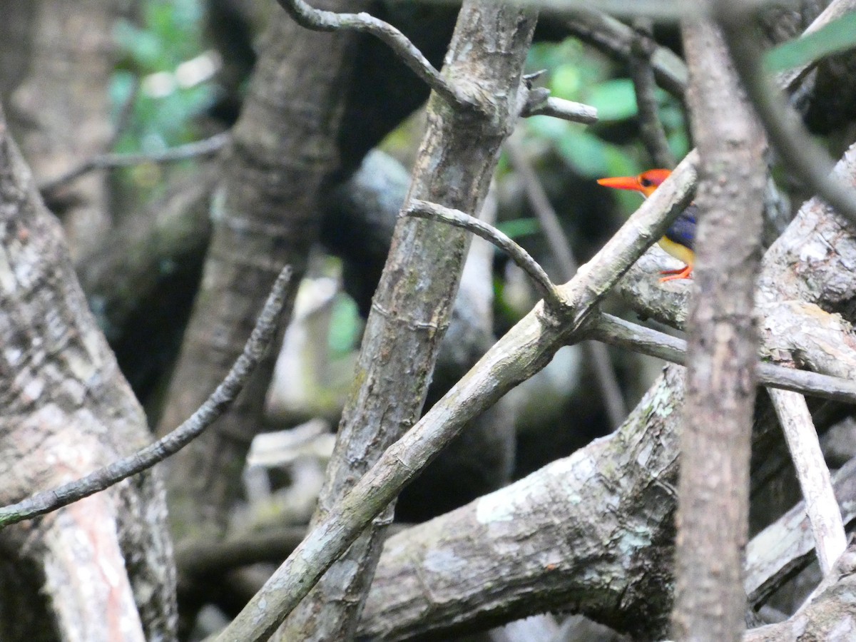 Black-backed Dwarf-Kingfisher - ML645431614