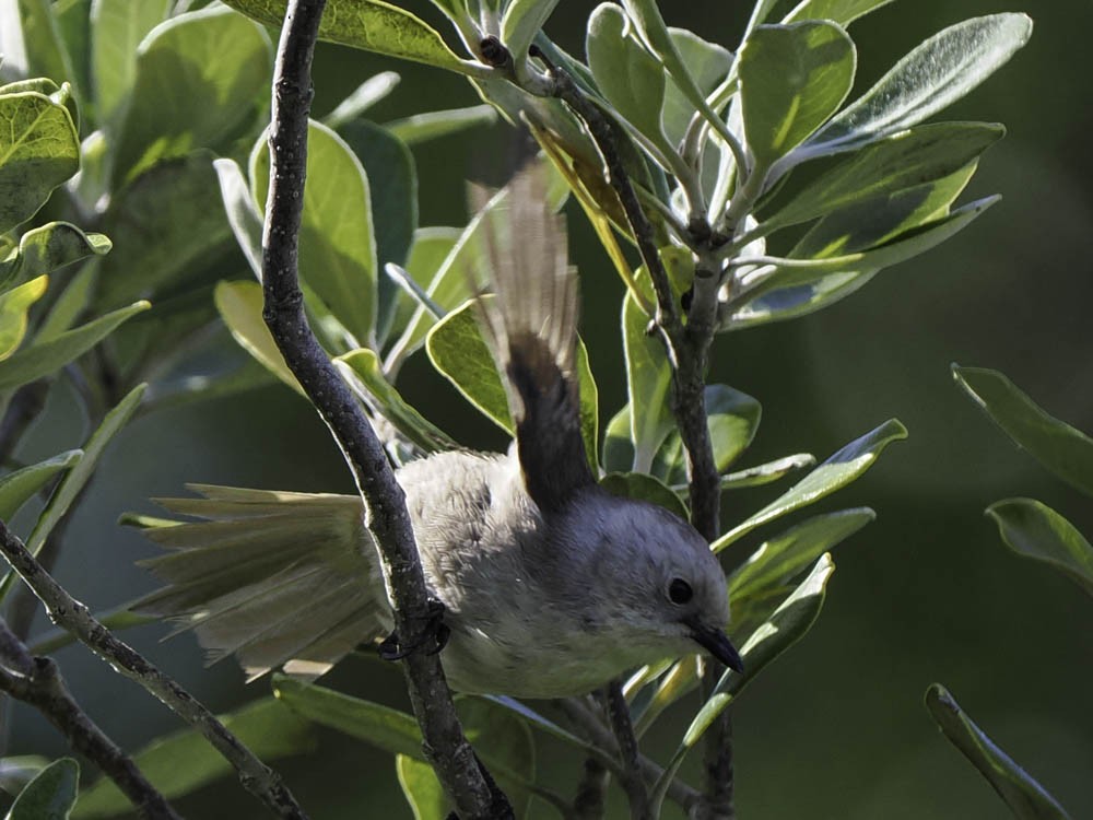 Whitehead - ML645431615