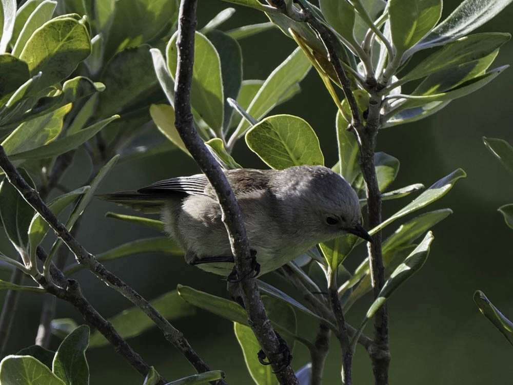 Mohoua à tête blanche - ML645431616