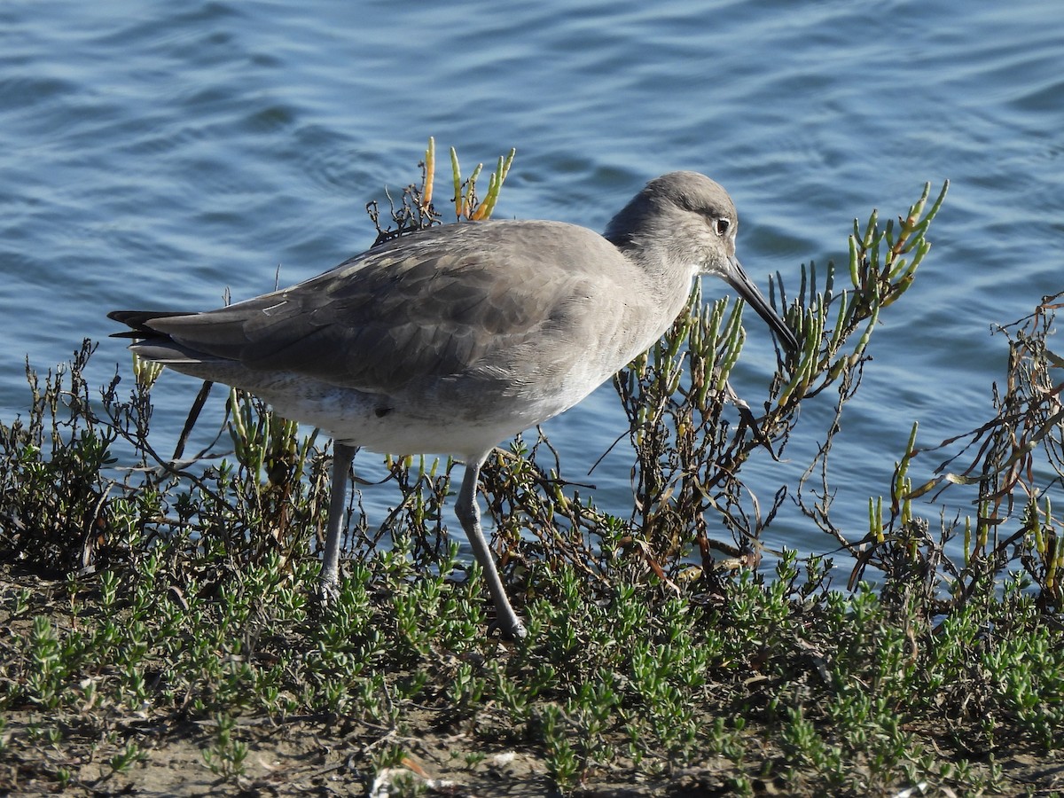 Willet - ML645431617