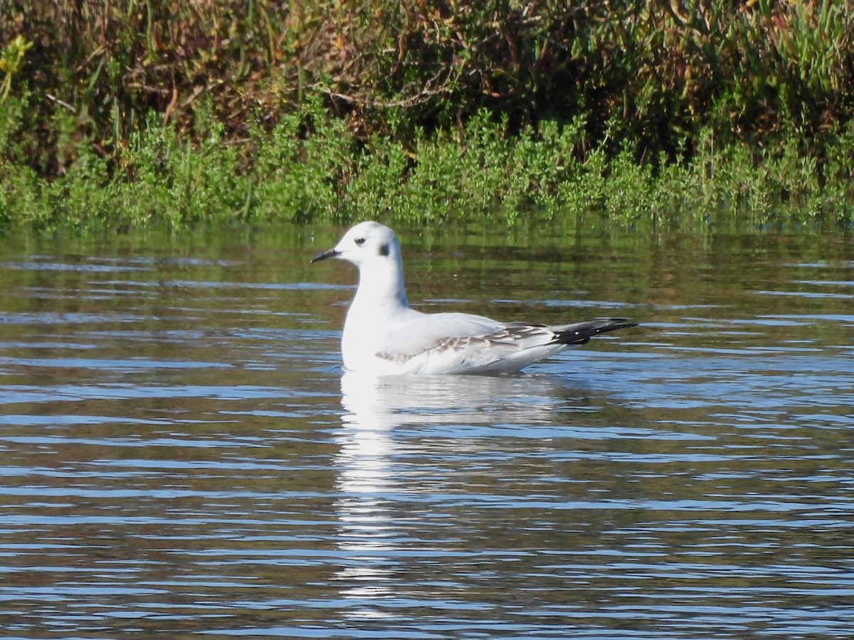 Bonaparte's Gull - ML645431618