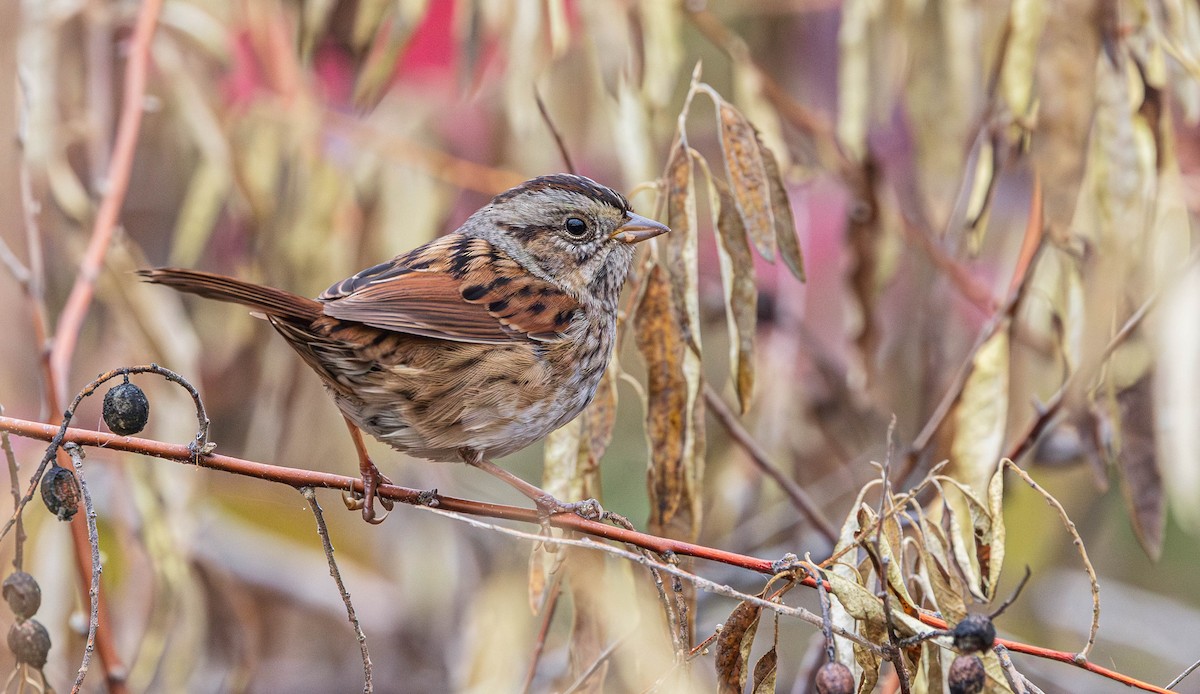 Swamp Sparrow - ML645431619