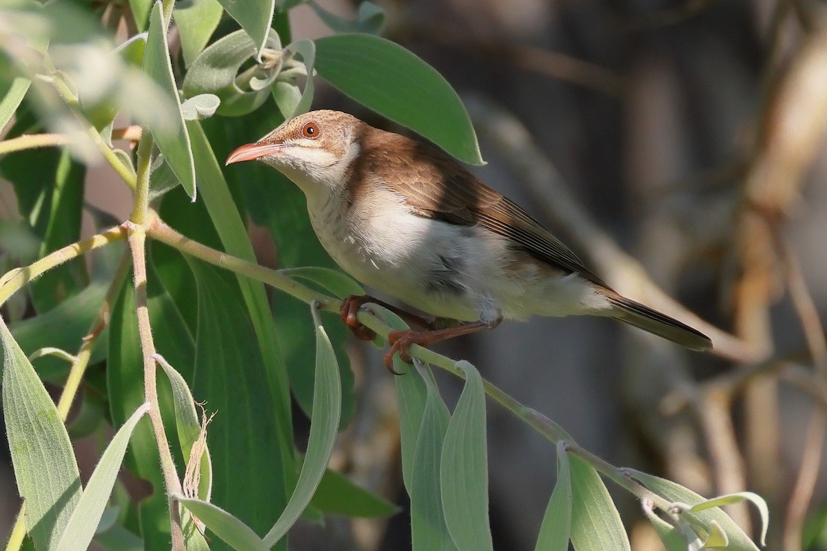 Brown-backed Honeyeater - ML645431621