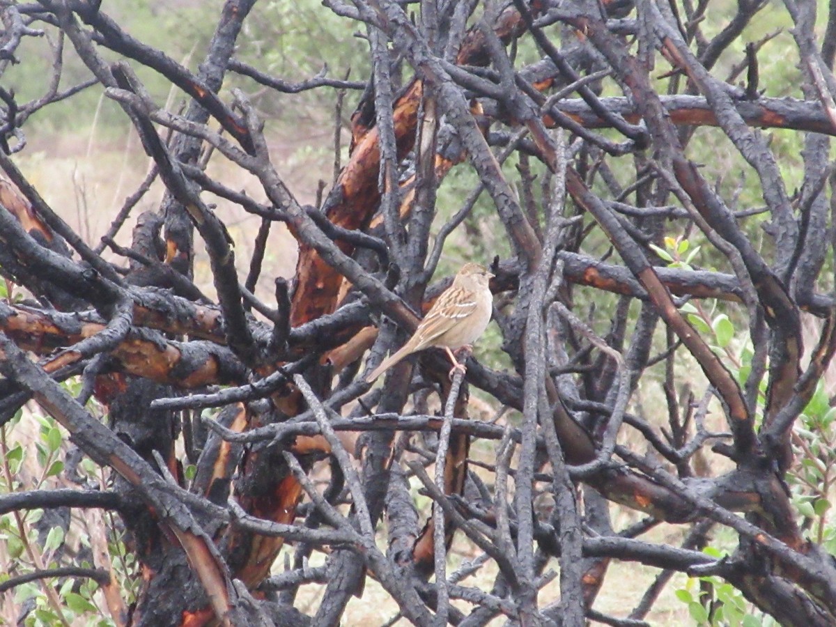 White-crowned Sparrow - ML645431622