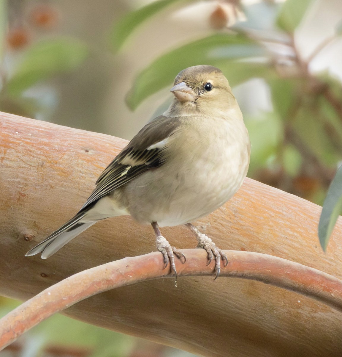 Common Chaffinch - ML645431623