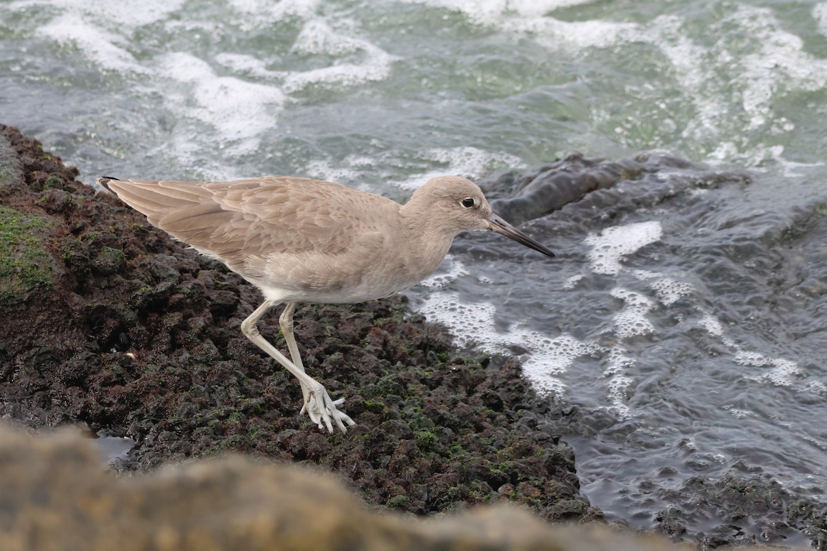 Willet - ML645431625