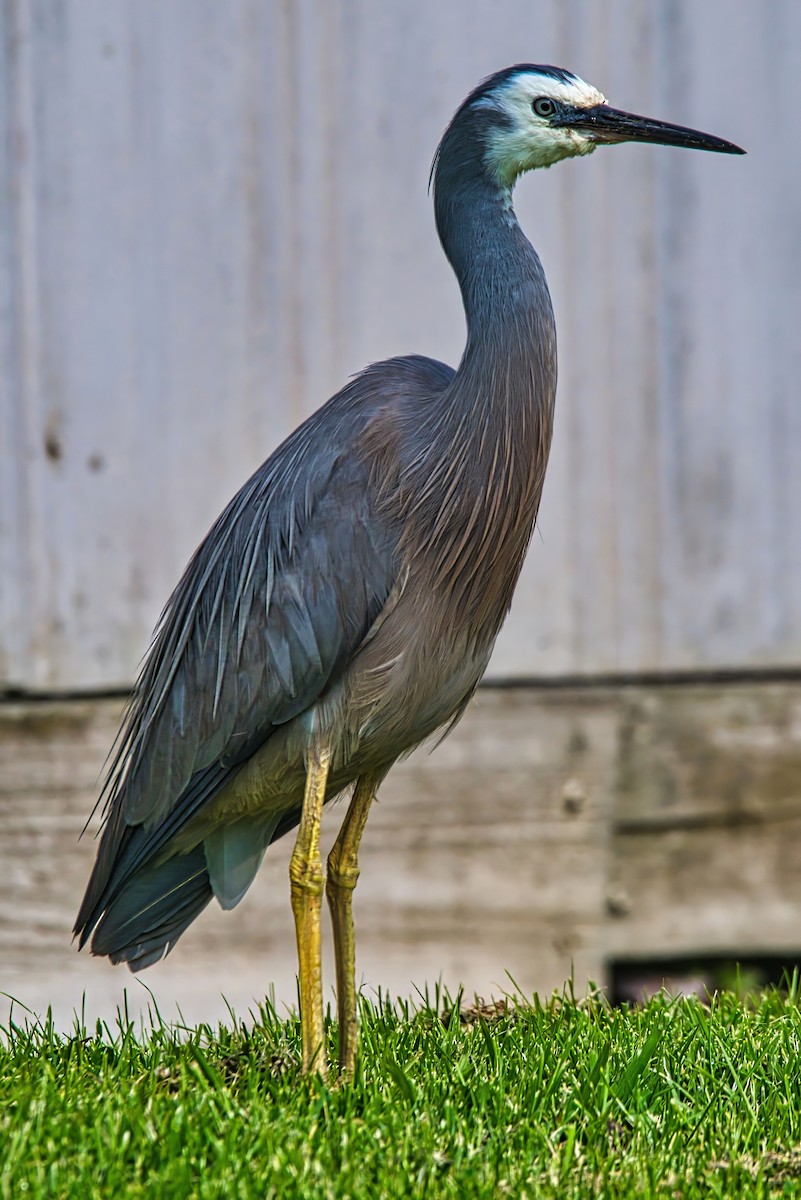 White-faced Heron - ML645431626