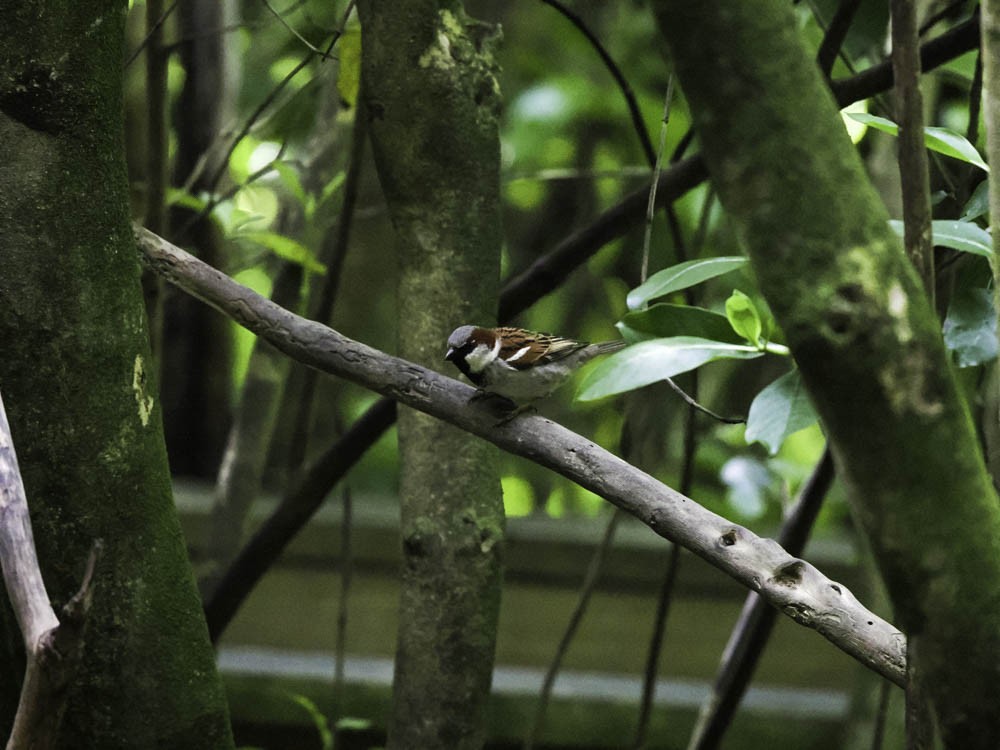 House Sparrow - ML645431627